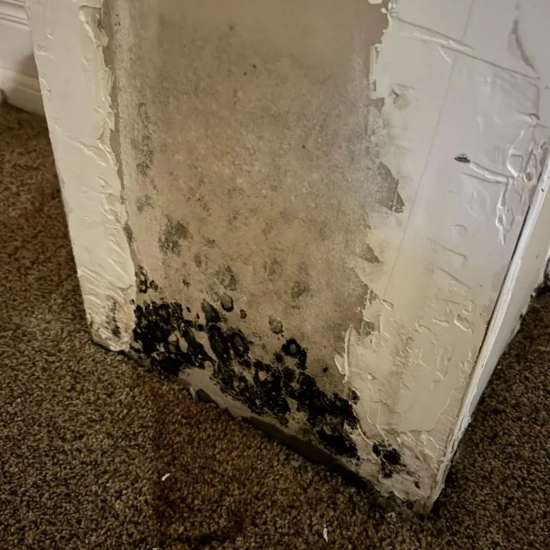 Professional Mold Removal in Olga, FL